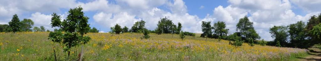 Badgerland Birding