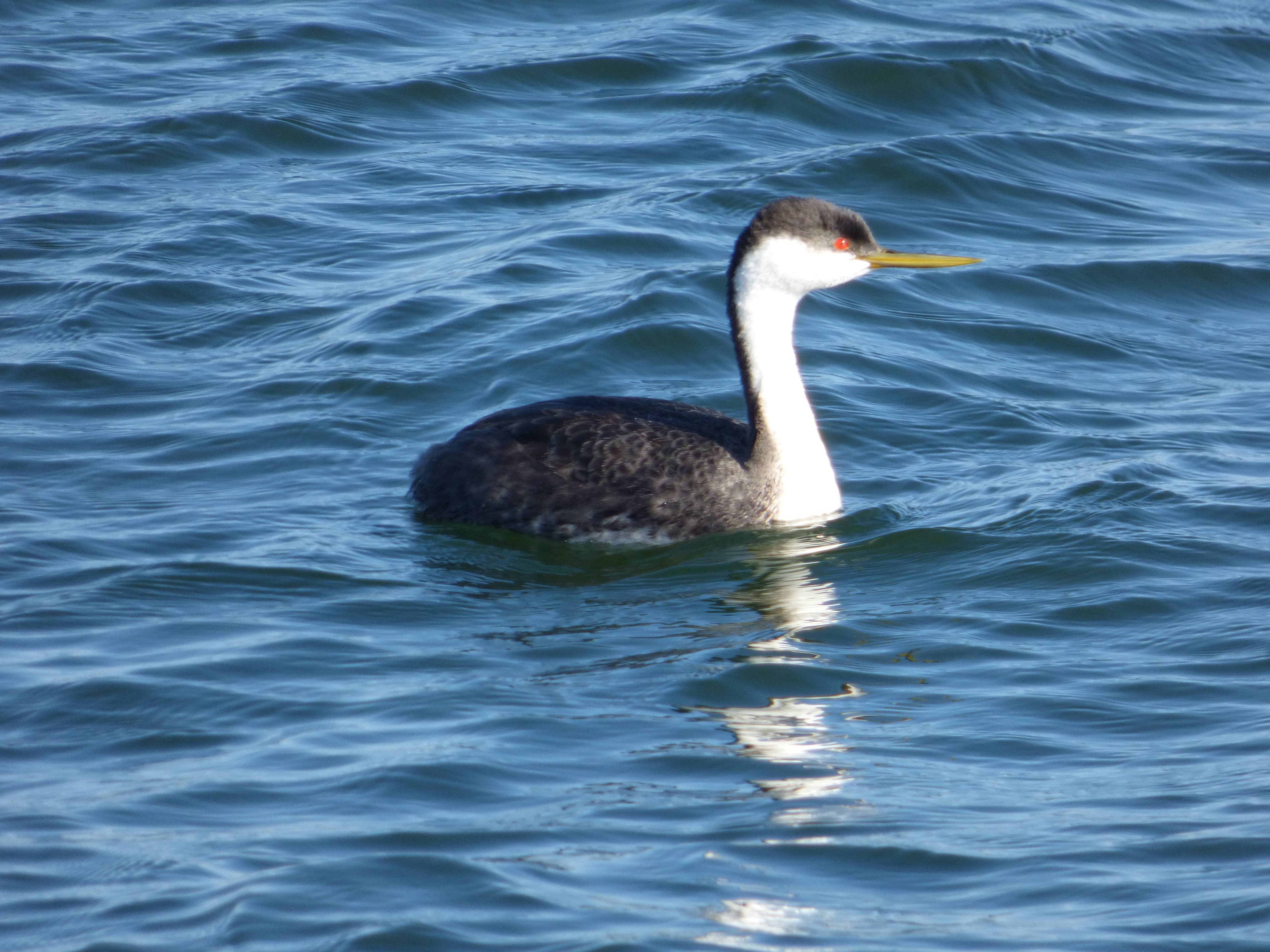 The Ultimate Wisconsin Winter Grebe Guide