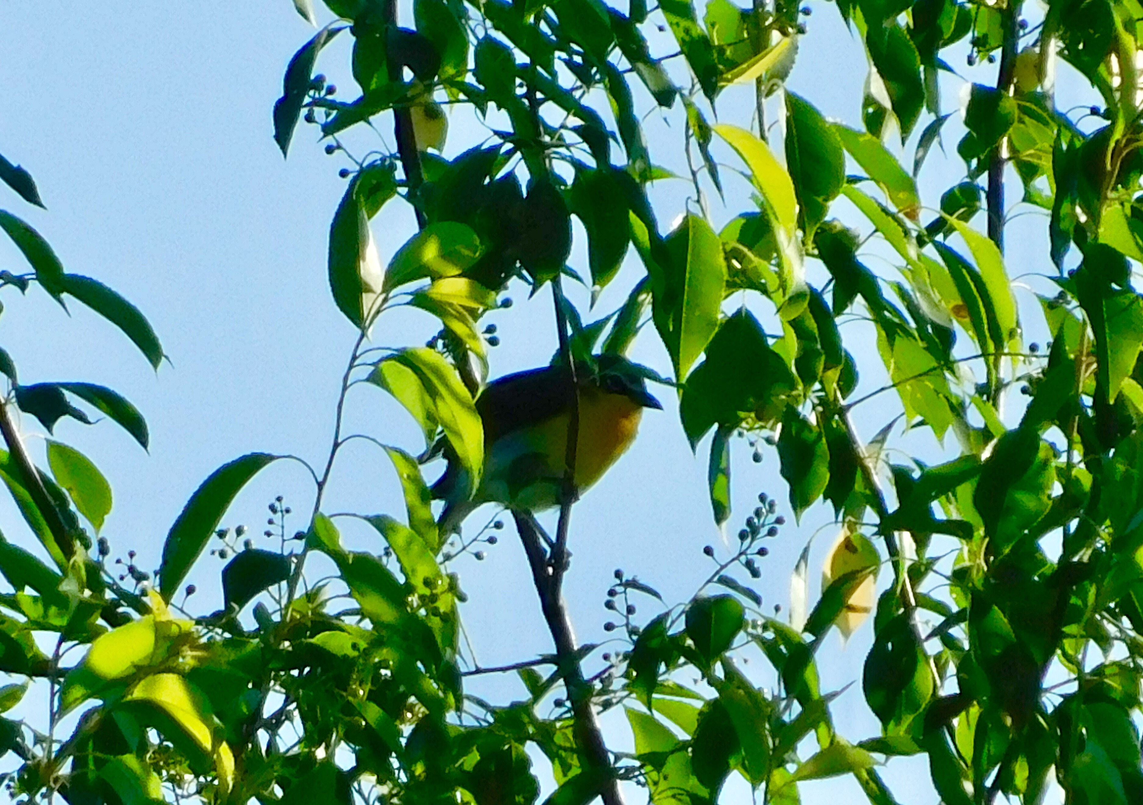 Yellow-breasted Chat at Brooklyn Wildlife Area