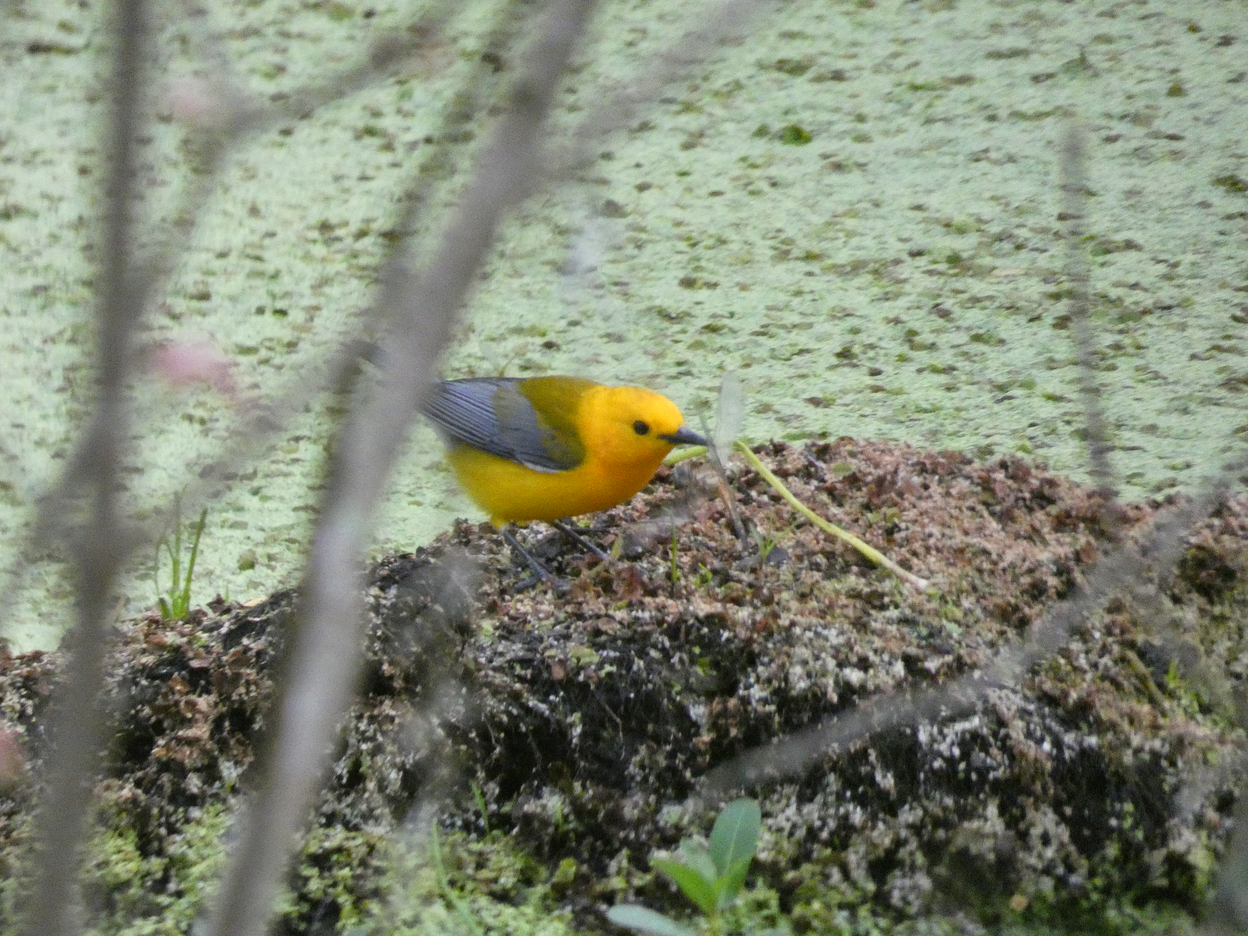 Birding Joyce WMA (Louisiana)