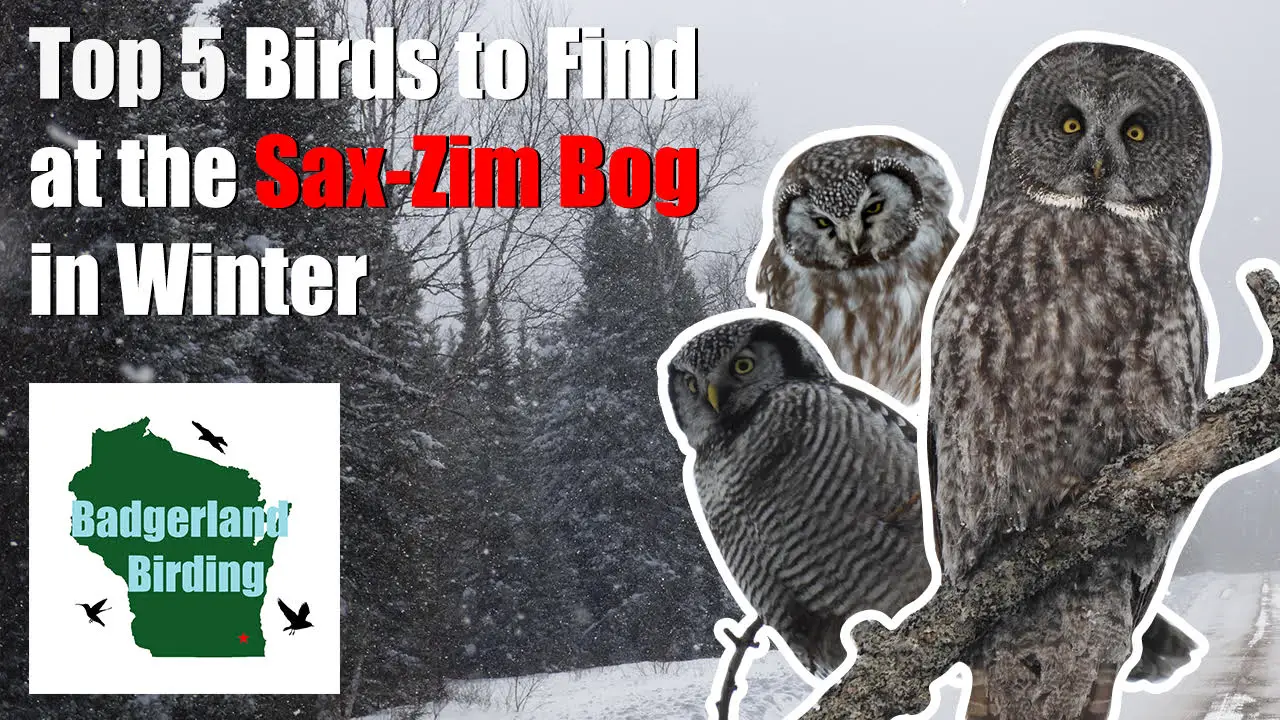 Top 5 Birds to Find at the Sax-Zim Bog