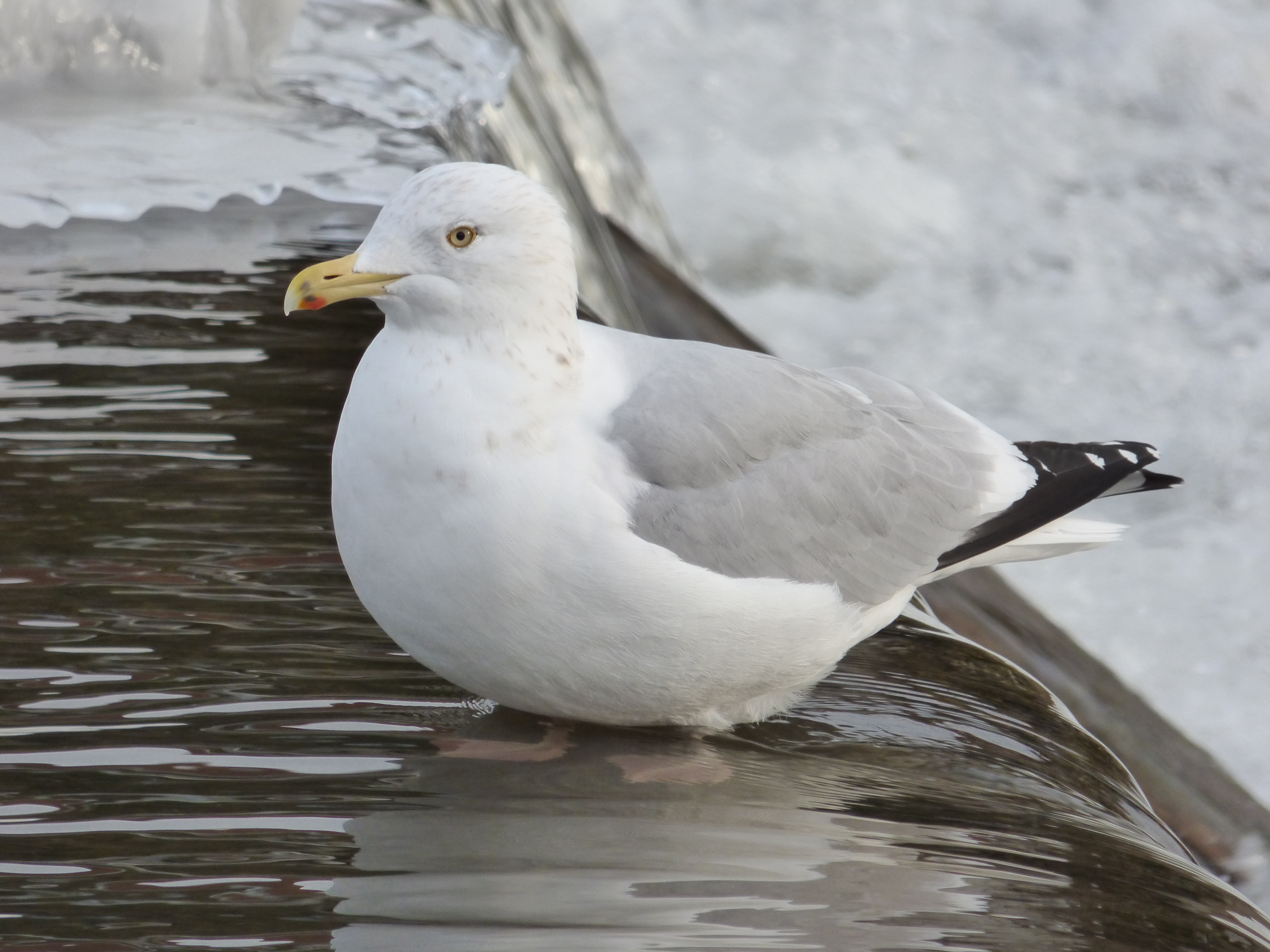 Gulls of Illinois (13 Species to Know)