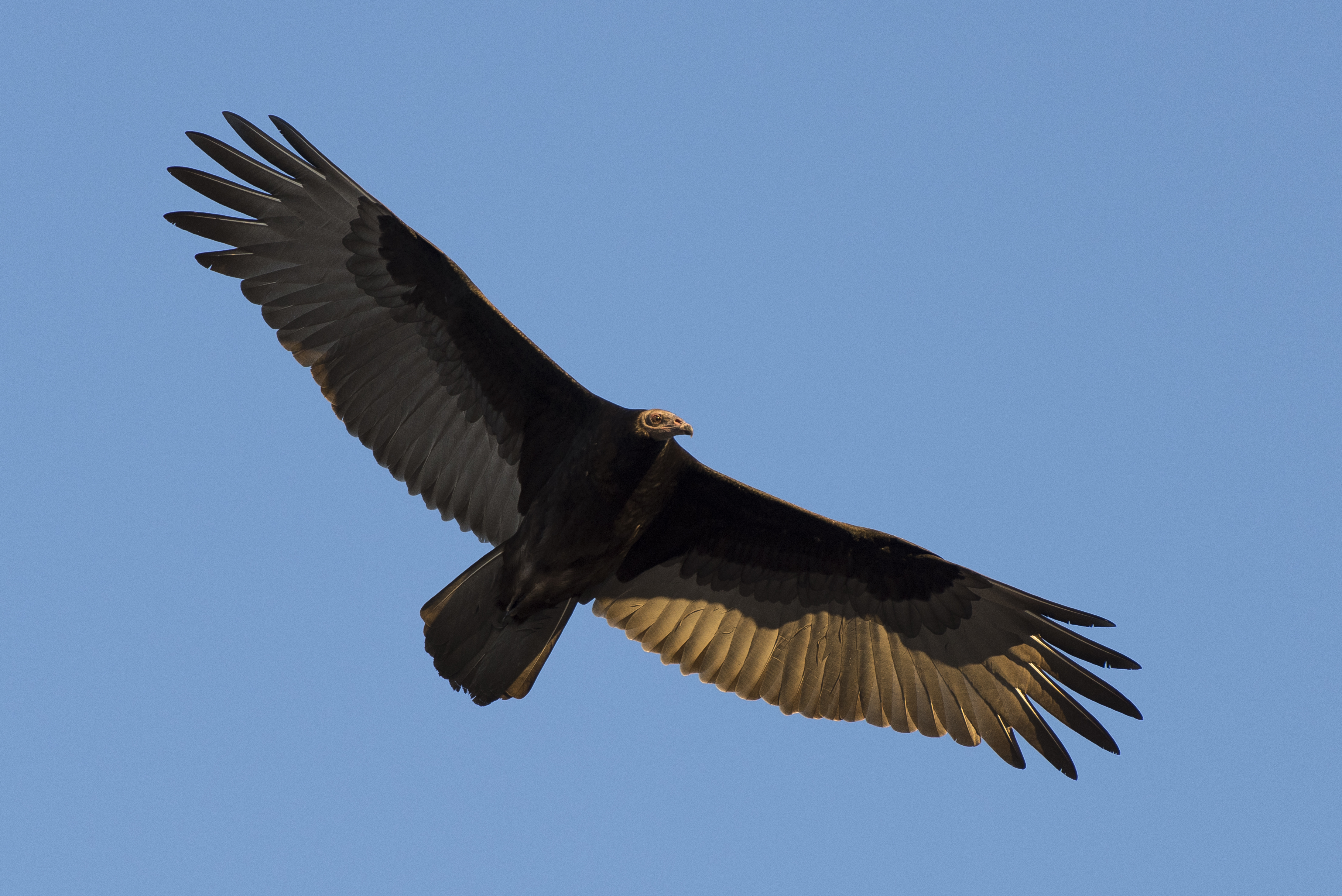Vultures of Arizona (3 Species)