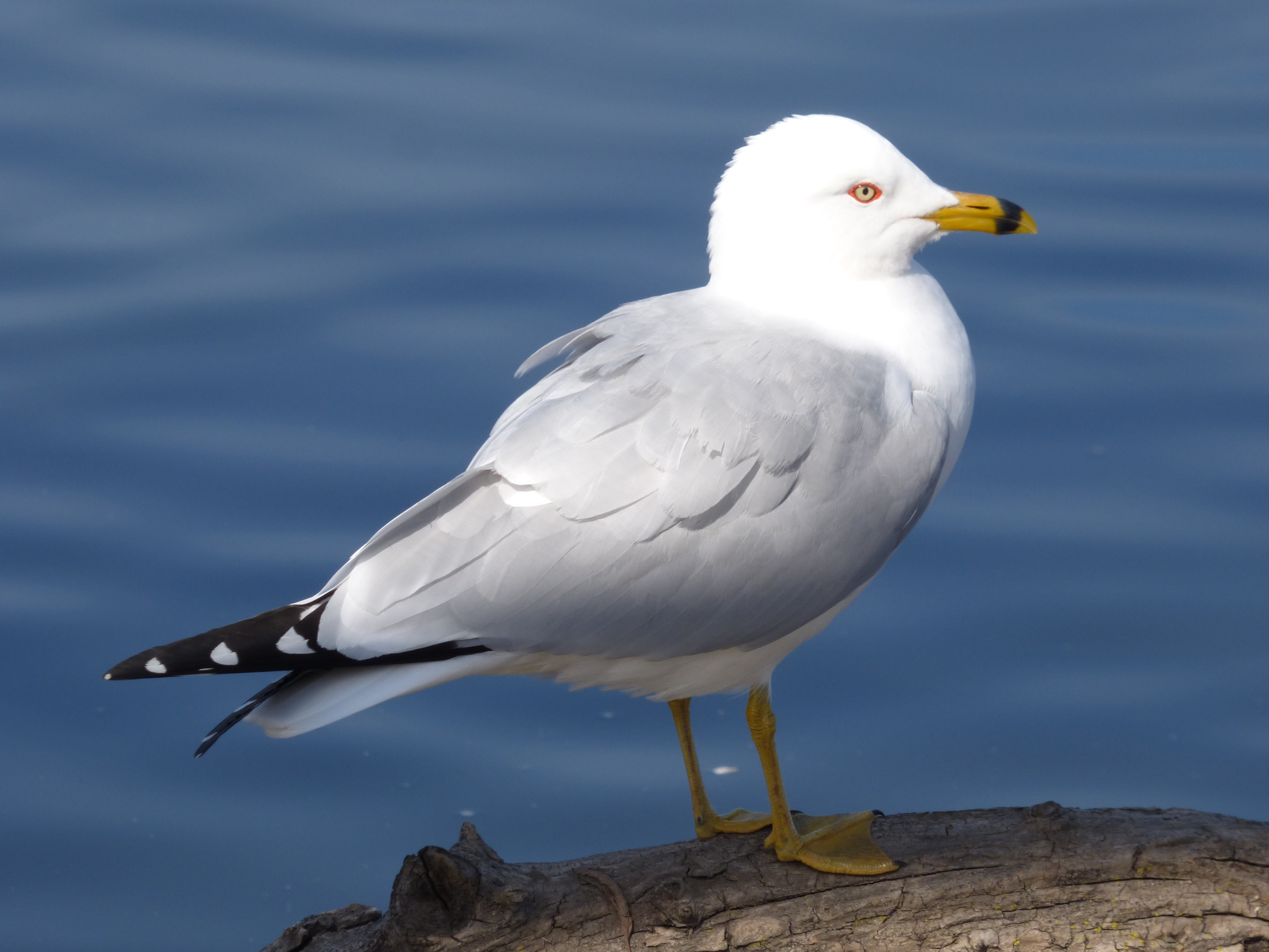Gulls of Michigan (14 Species to Know)