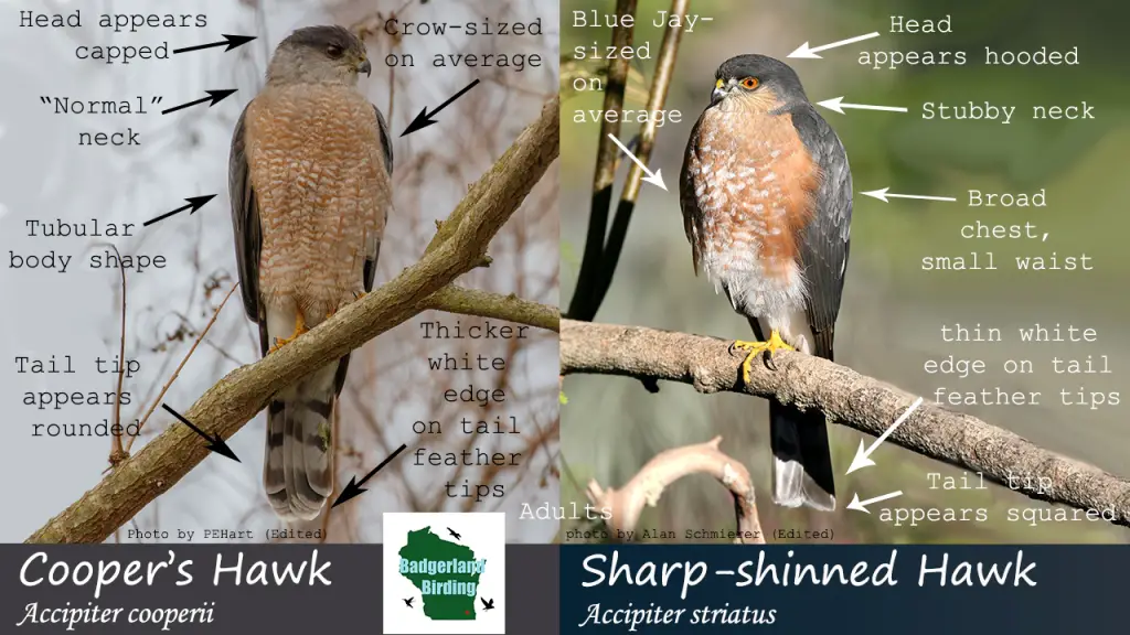Cooper's hawk vs Sharp-shinned Hawk