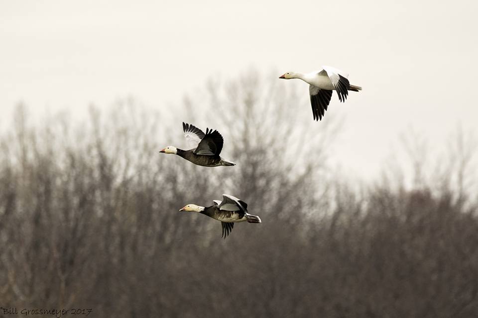 Geese of North Carolina (6 Species to Know)