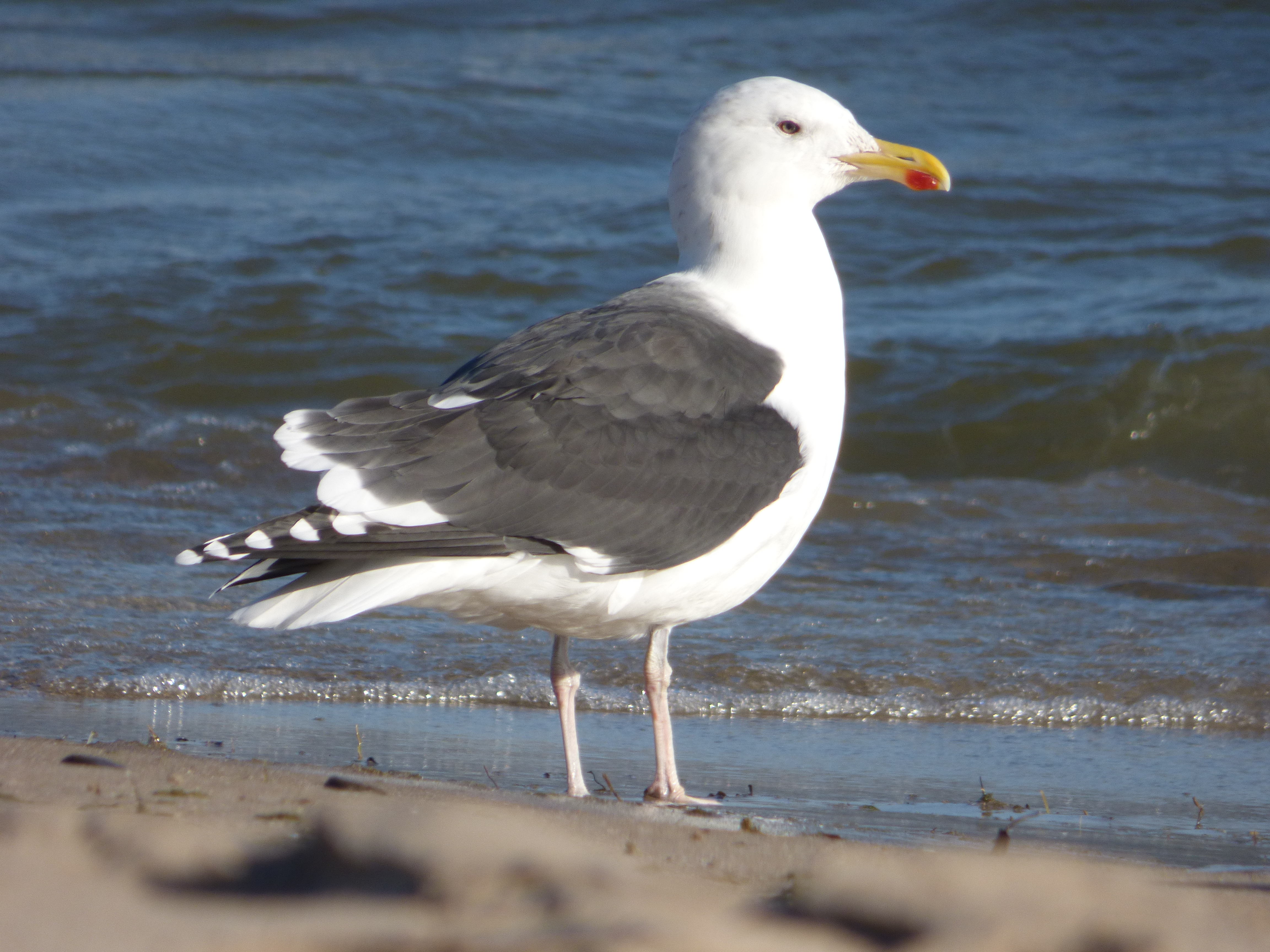 Gulls of West Virginia (7 Species to Know)