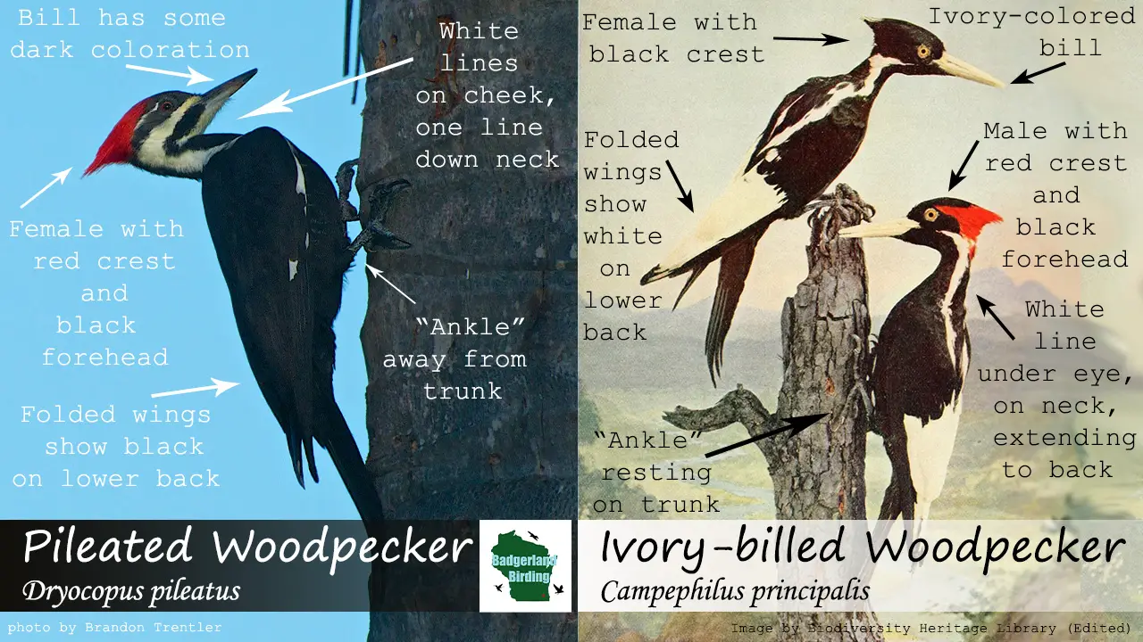 ID Tips: Ivory-billed Woodpecker vs. Pileated Woodpecker