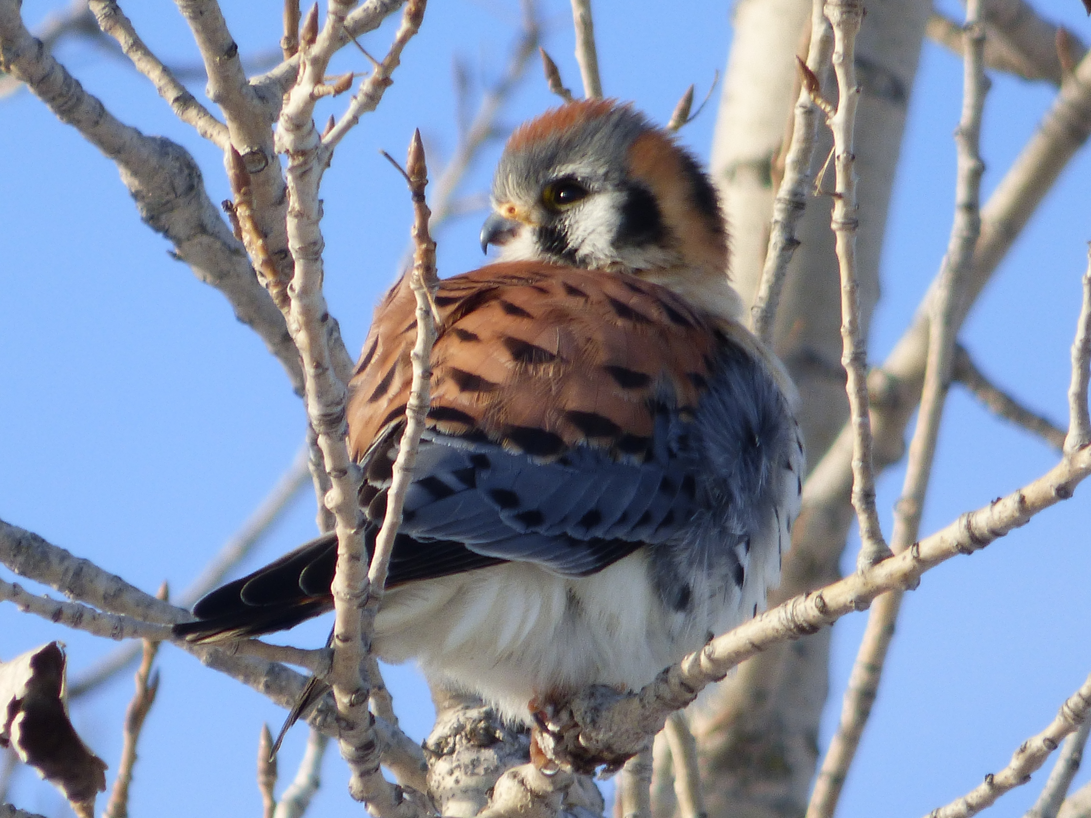 Falcons of Massachusetts (3 Species to Know)