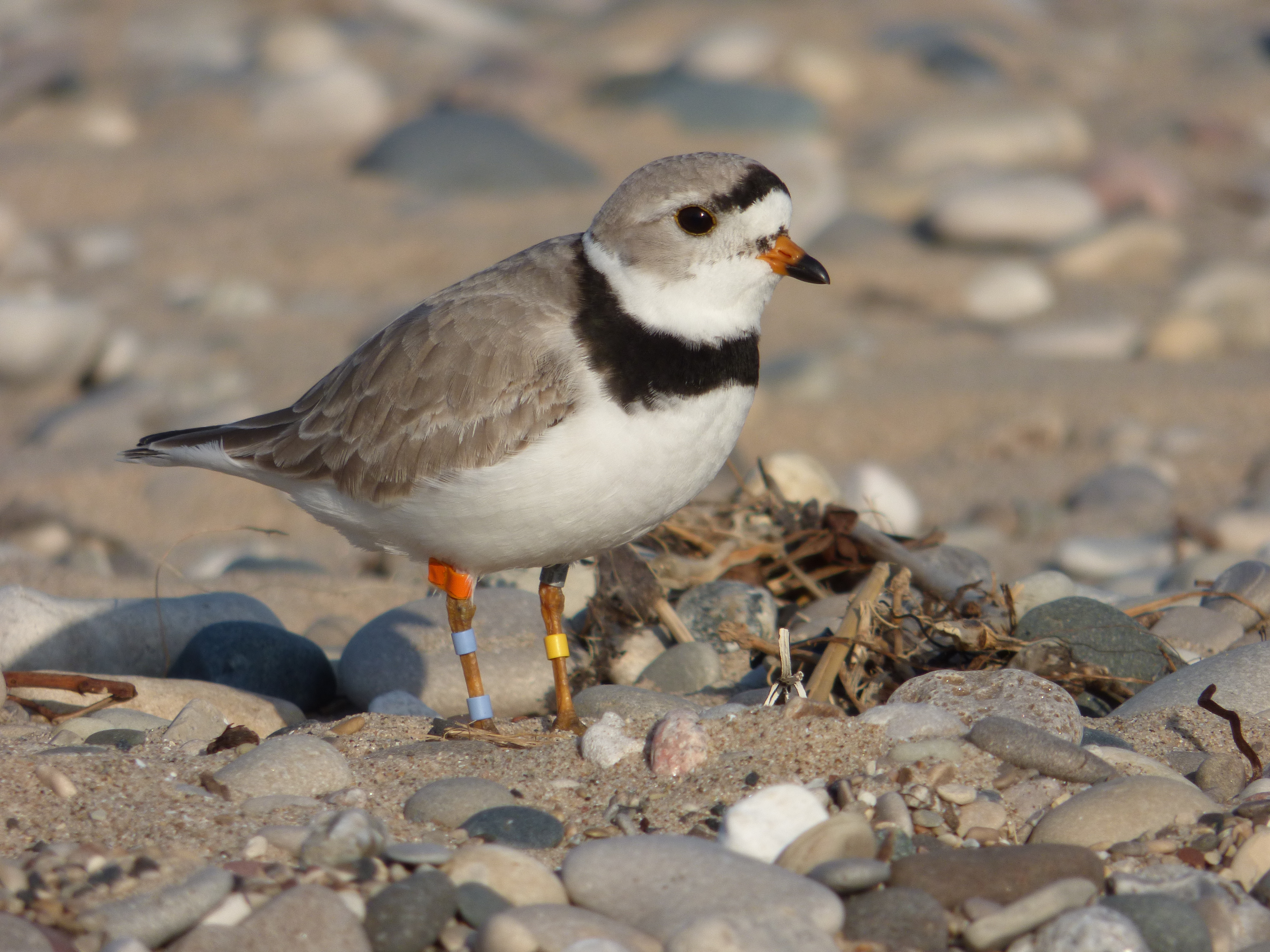 Plovers of Illinois (6 Species to Know)