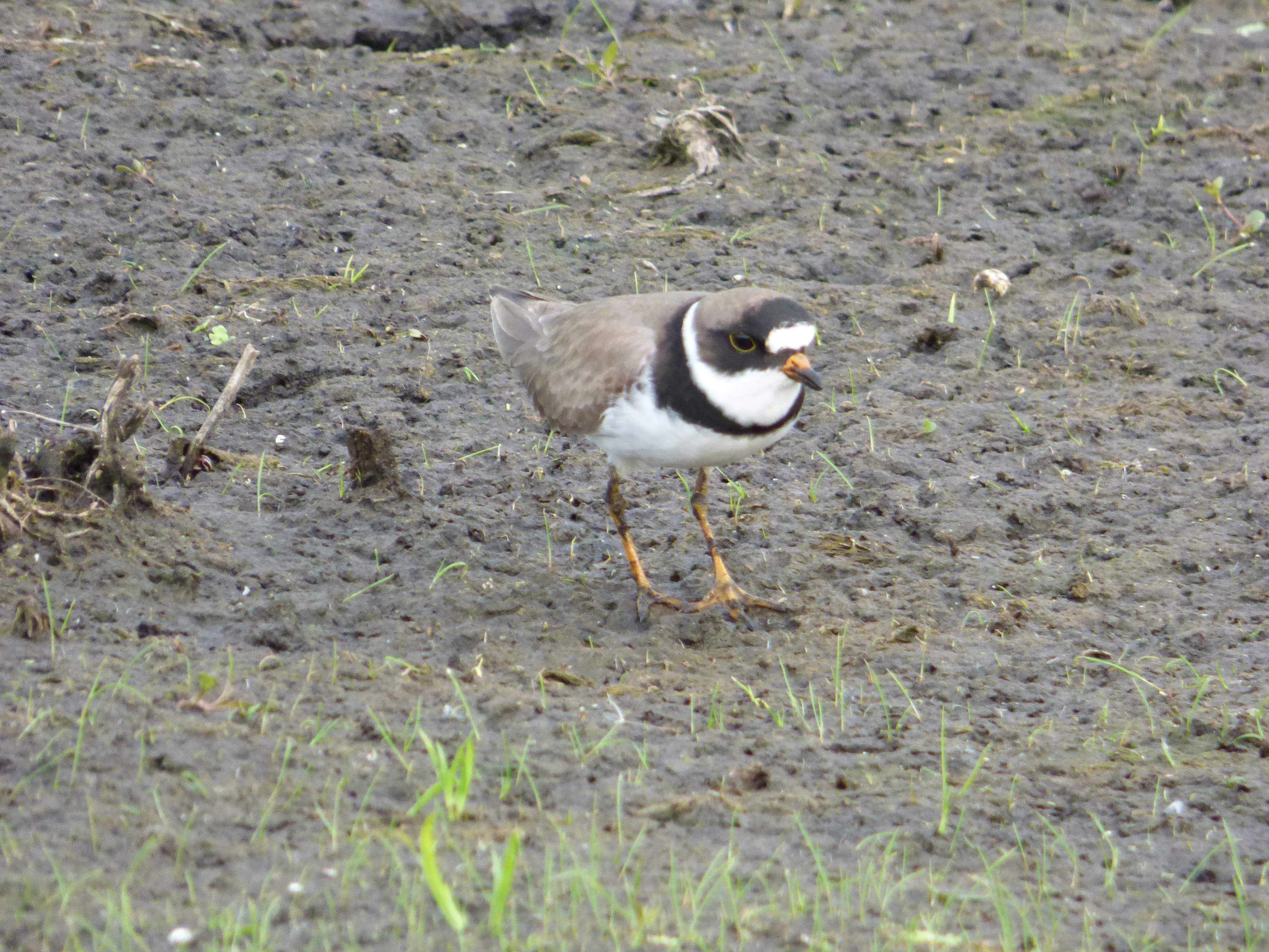 Plovers of West Virginia (4 Species to Know)