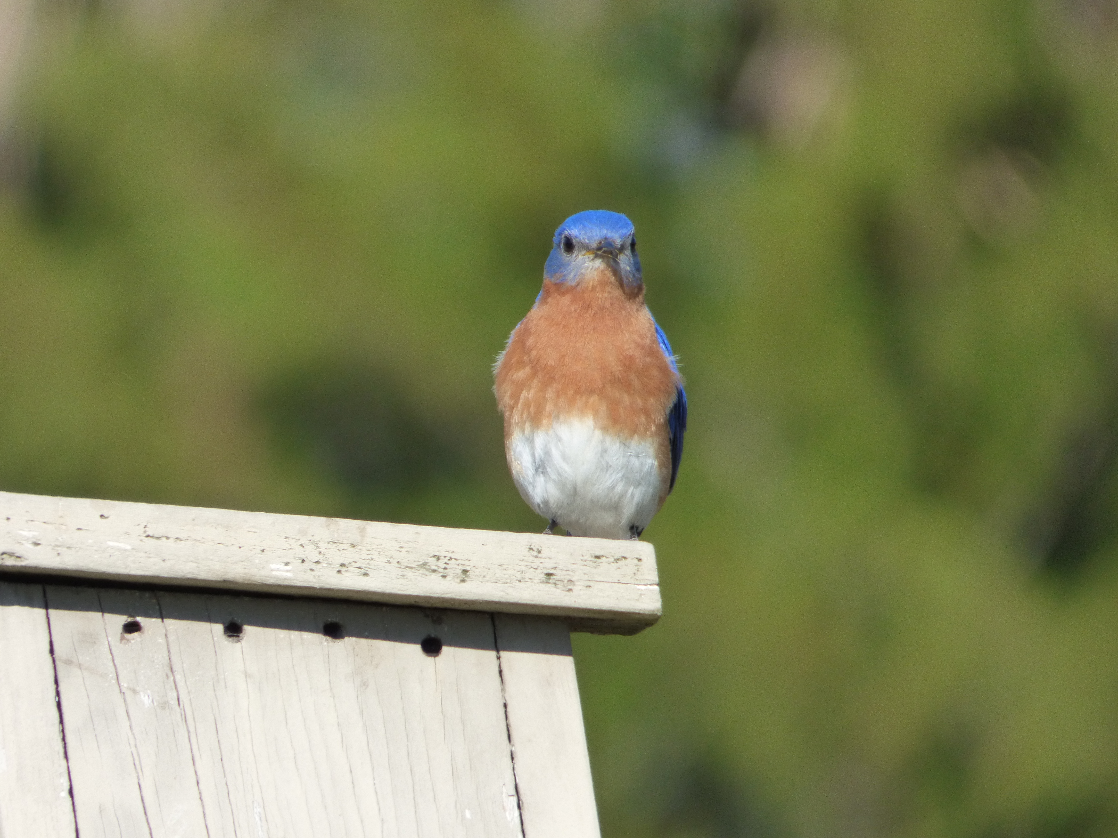 Bluebirds of Illinois (2 Species to Know)