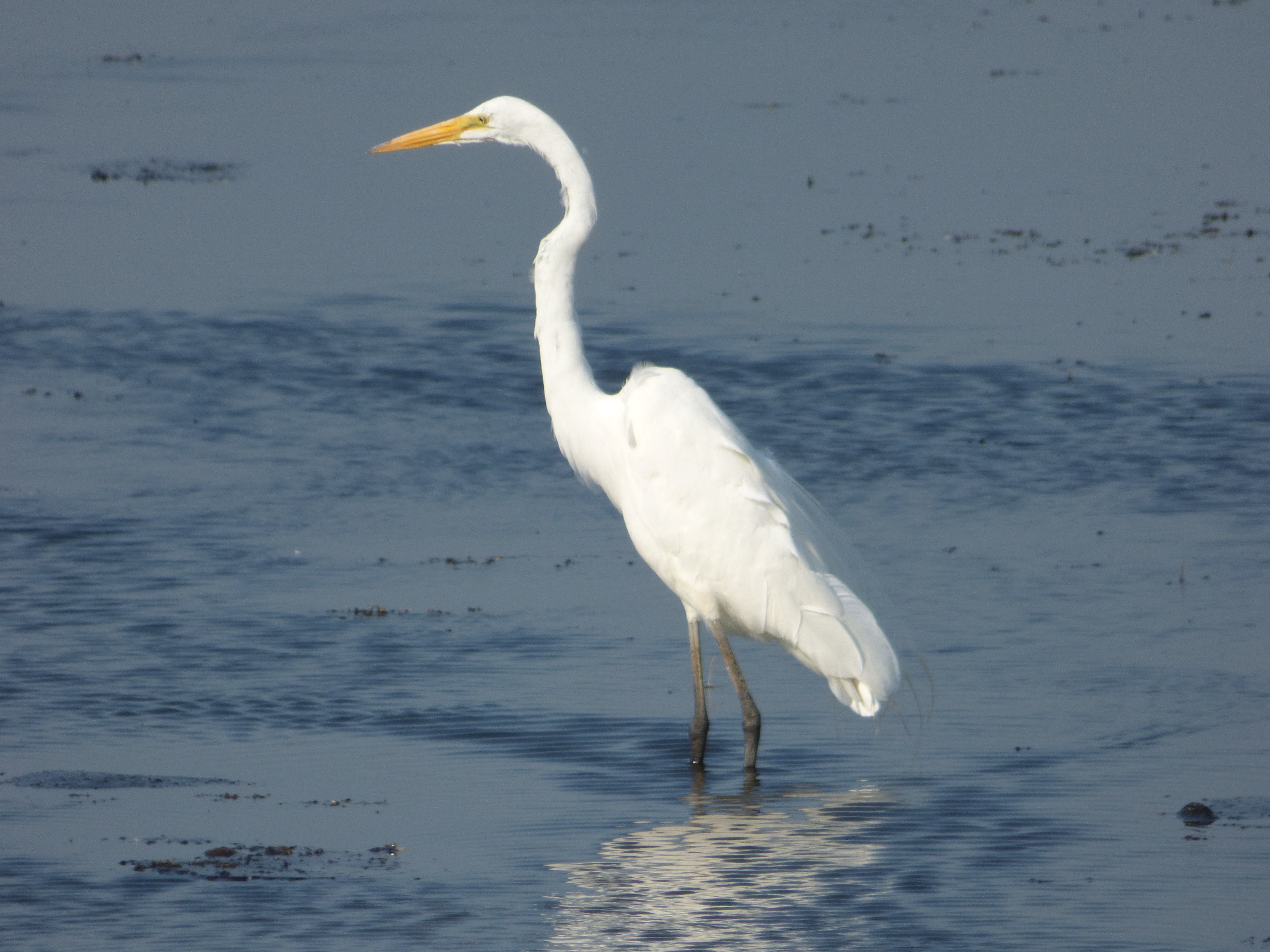 Egrets of Connecticut (3 Species to Know)