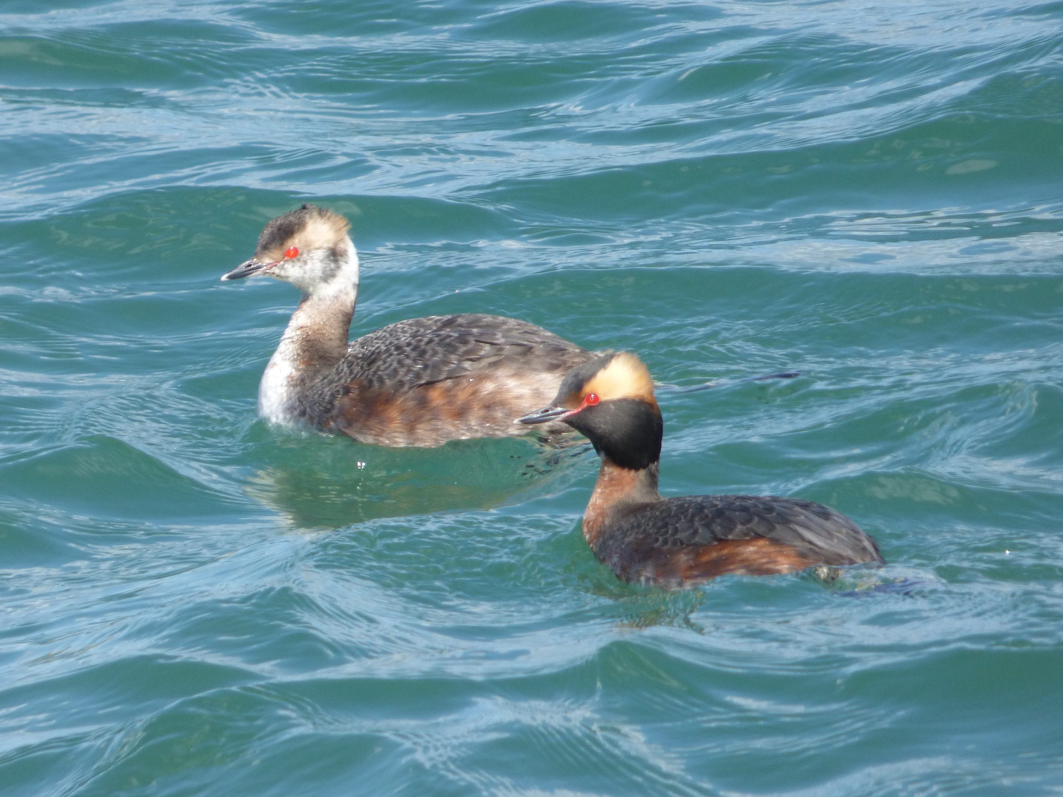 Grebes of Oregon (6 Species to Know)