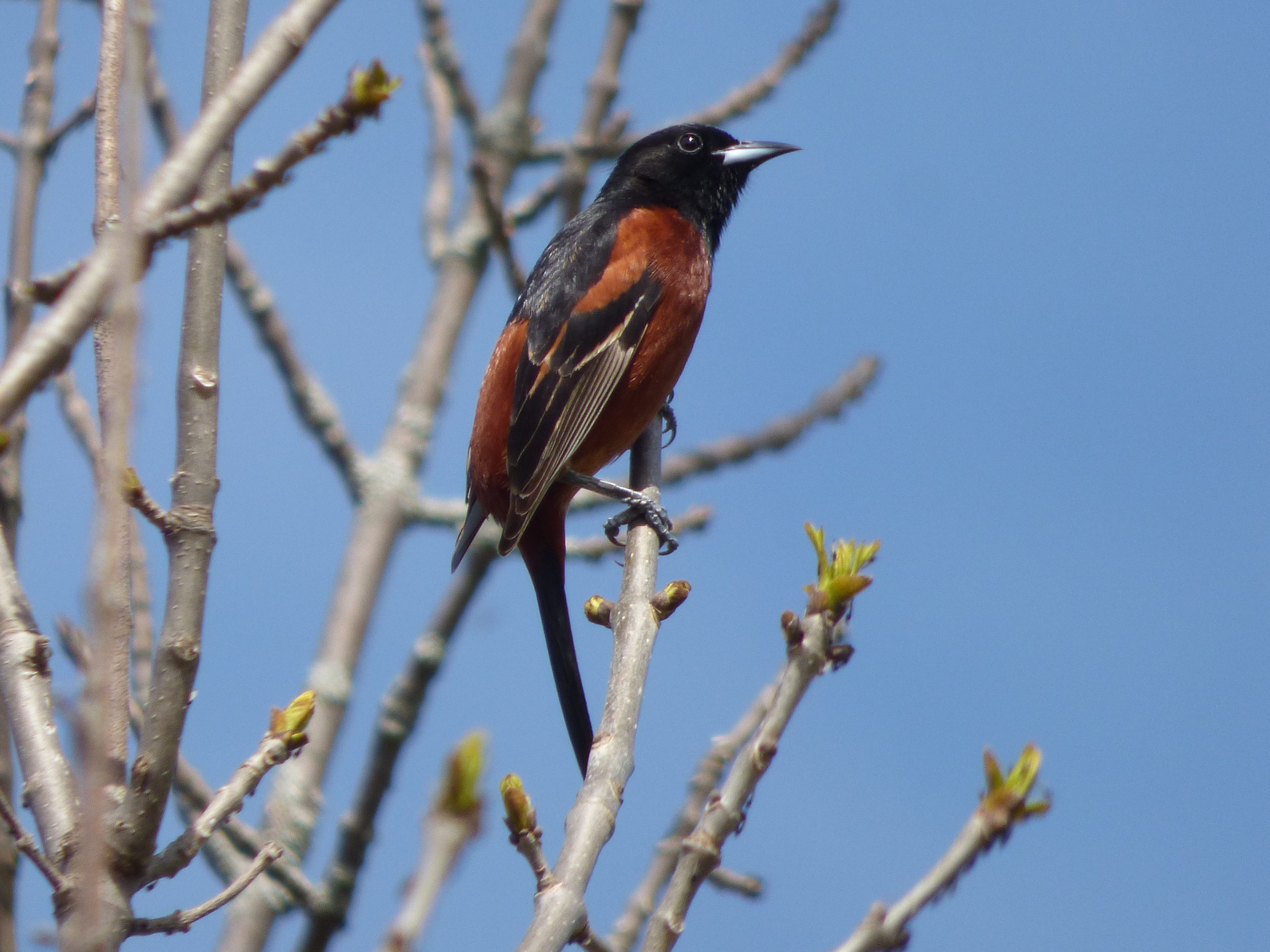 Orioles of Oregon (4 Species to Know)