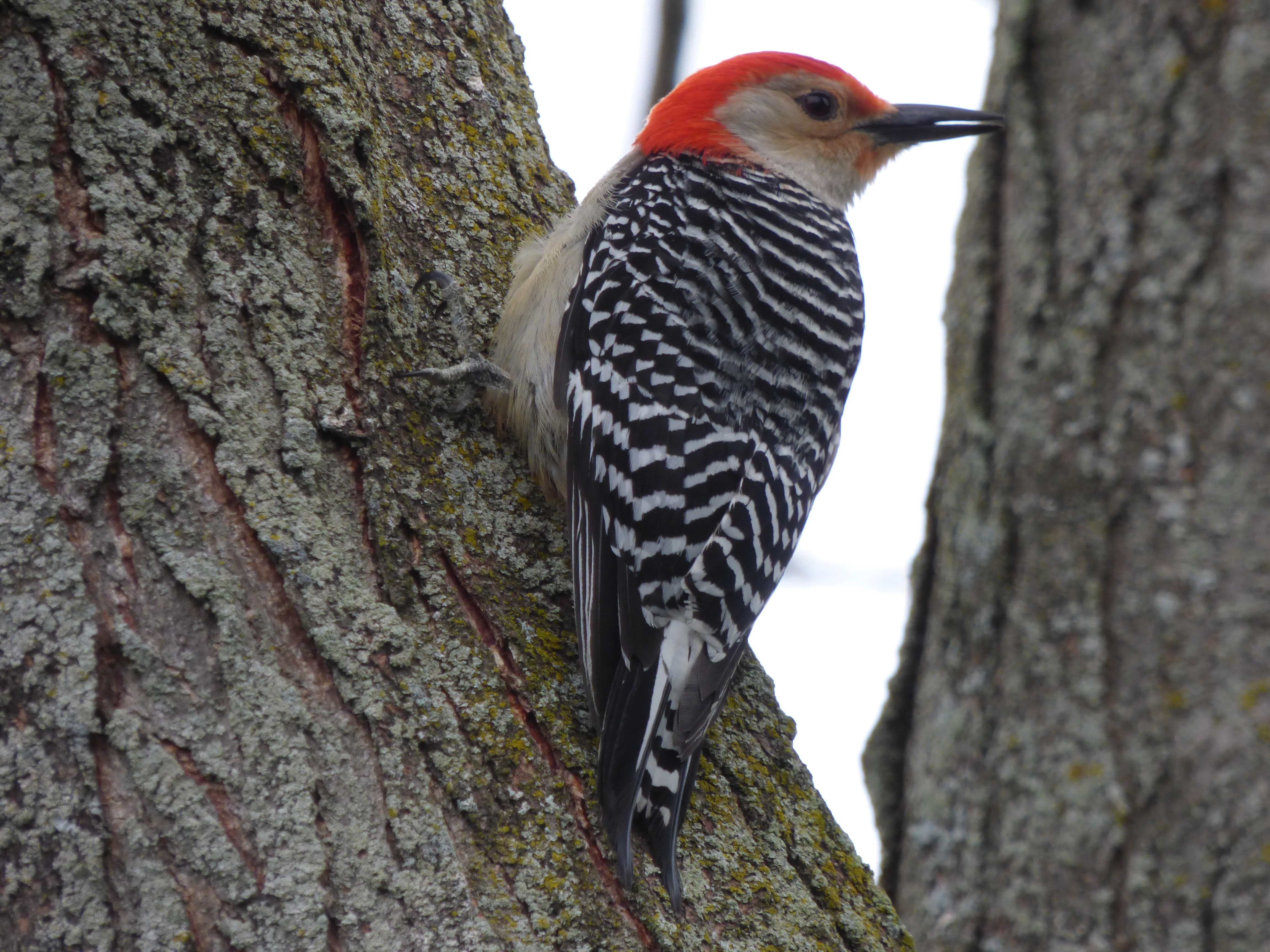 Woodpeckers of Florida (8 Species to Know)
