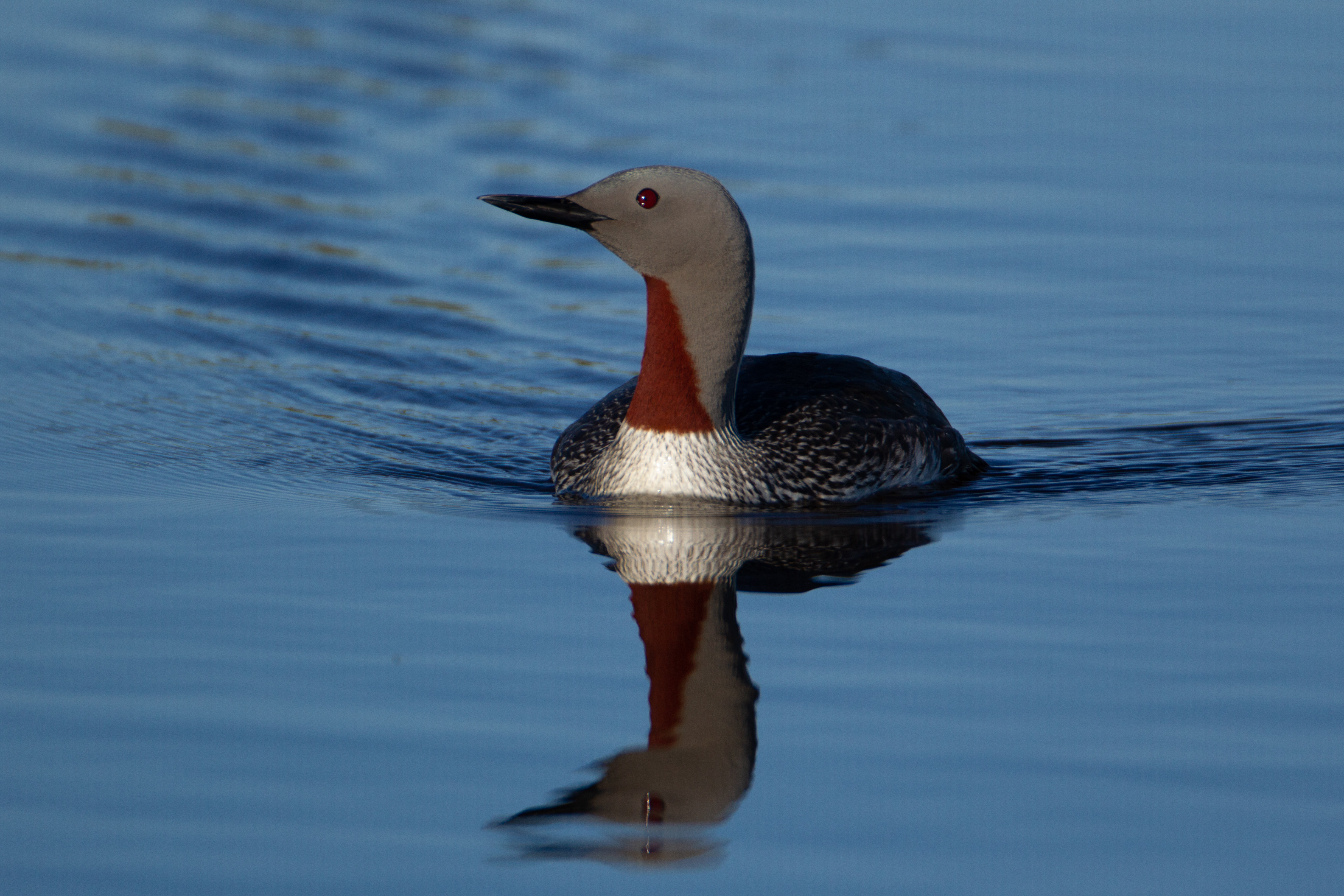 Loons of Ohio (3 Species to Know)