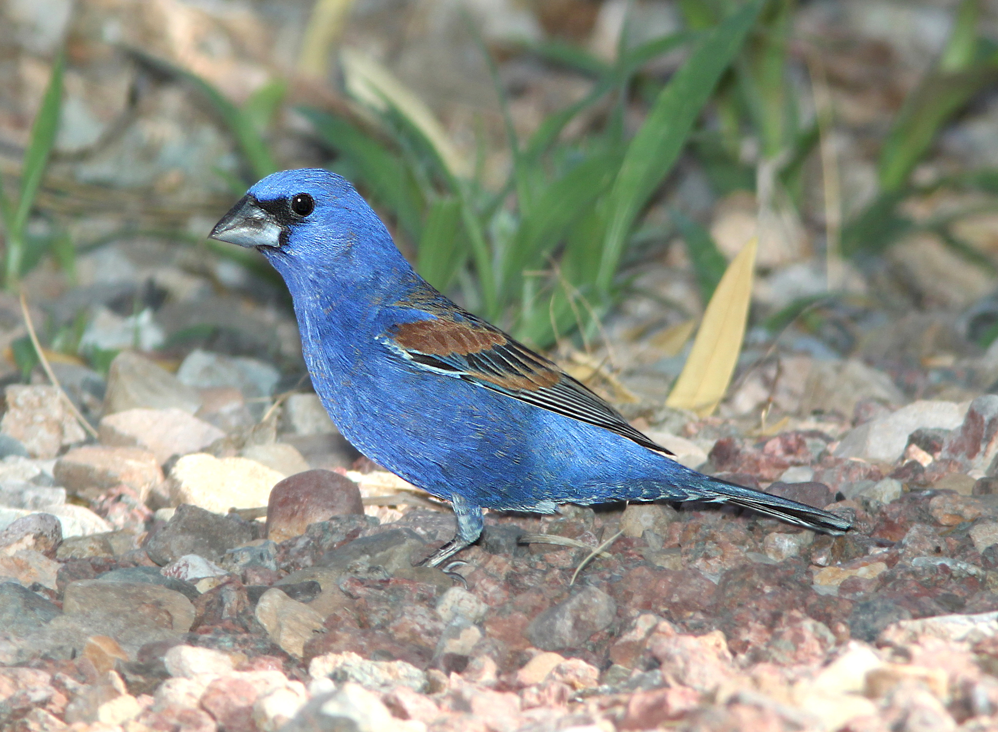 Grosbeaks Of Massachusetts (4 Species To Know) | Badgerland Birding