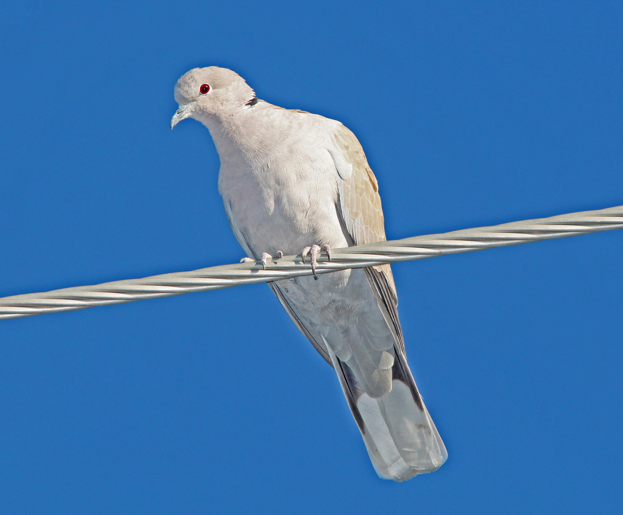 Doves of Wisconsin (4 Species to Know) Badgerland Birding