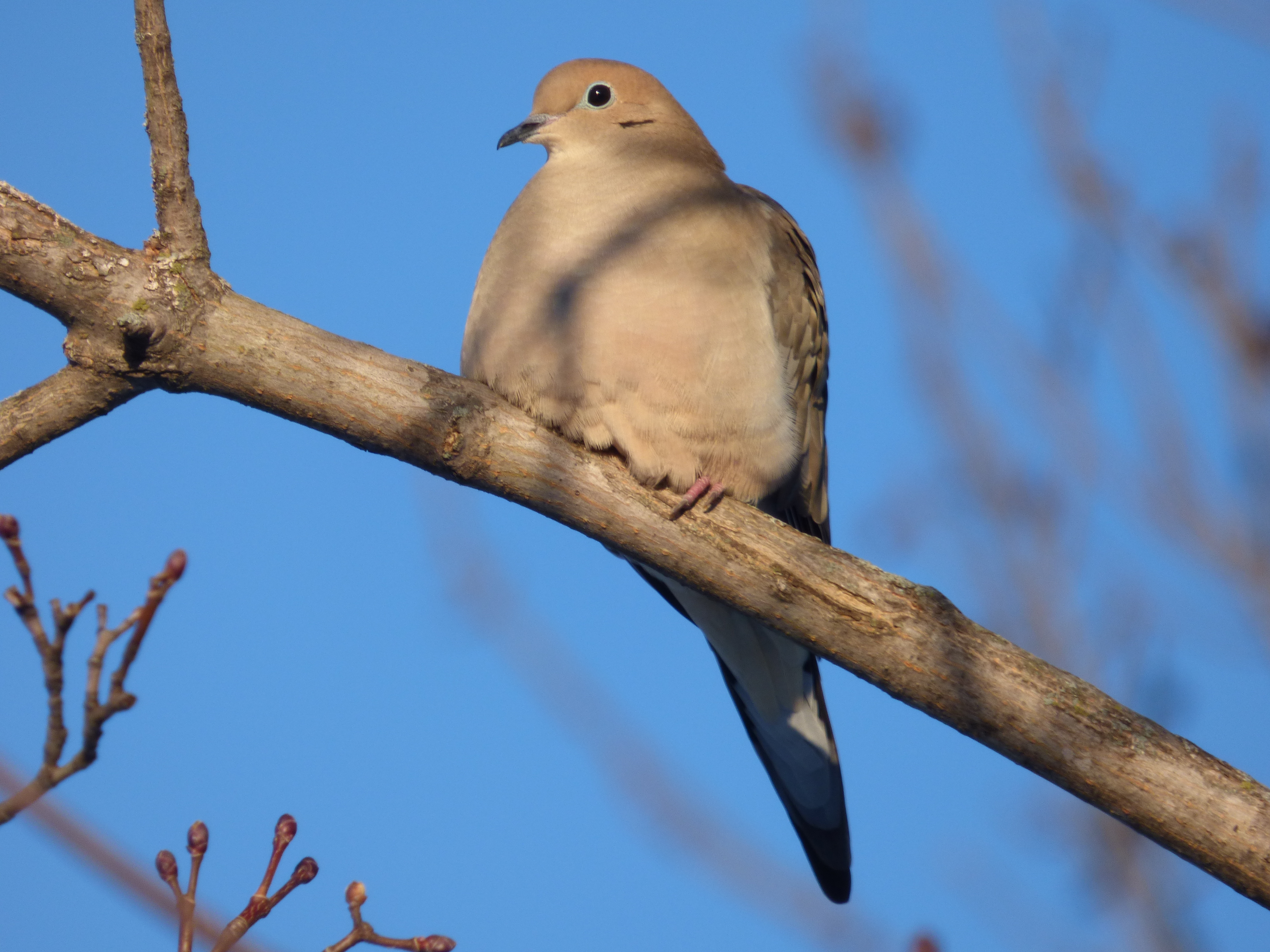 Doves of Ohio (4 Species to Know)
