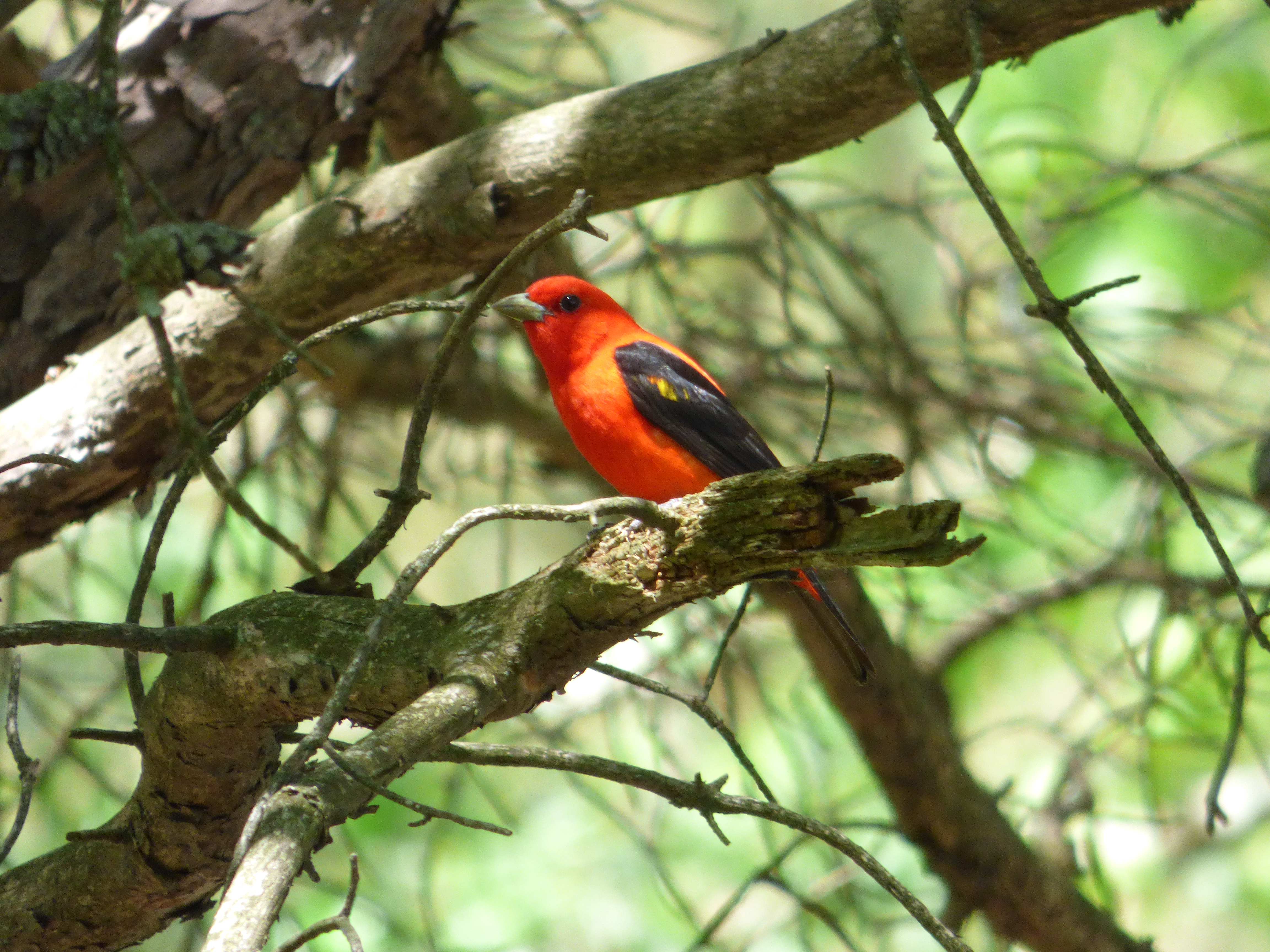 Tanagers of Wisconsin (3 Species to Know)