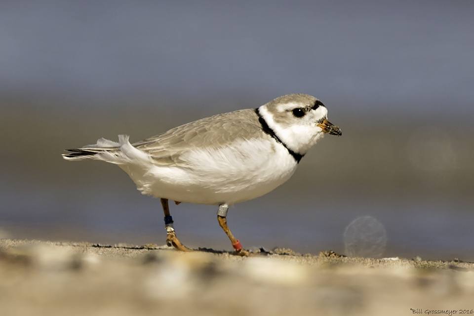 piping | Badgerland Birding